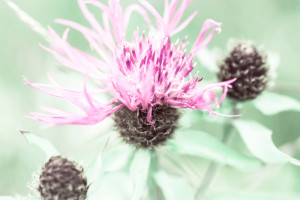 Milk Thistle